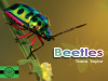 Beetles