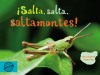 ¡Salta, salta, saltamontes!