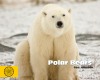 Polar Bears