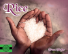 Rice