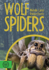 Wolf Spiders