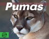 Pumas