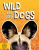 Wild Dogs