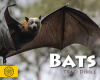 Bats