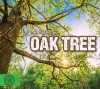 Oak Tree