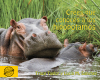 Crees que conoces a los hipopótamos