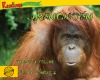 Orangután