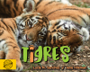 Tigres de Asia