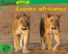 Leones africanos