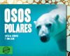 Osos polares