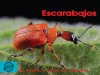 Escarabajos