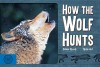 How the Wolf Hunts