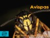 Avispas