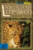 Así caza la leopardo