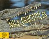 Nile Crocodiles