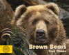 Brown Bears