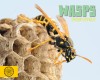 Wasps