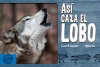 Así caza el lobo