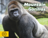 Mountain Gorillas