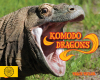 Komodo Dragons