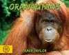 Orangutans