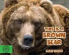 This Is a Brown Bear
