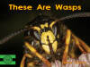 These Are Wasps