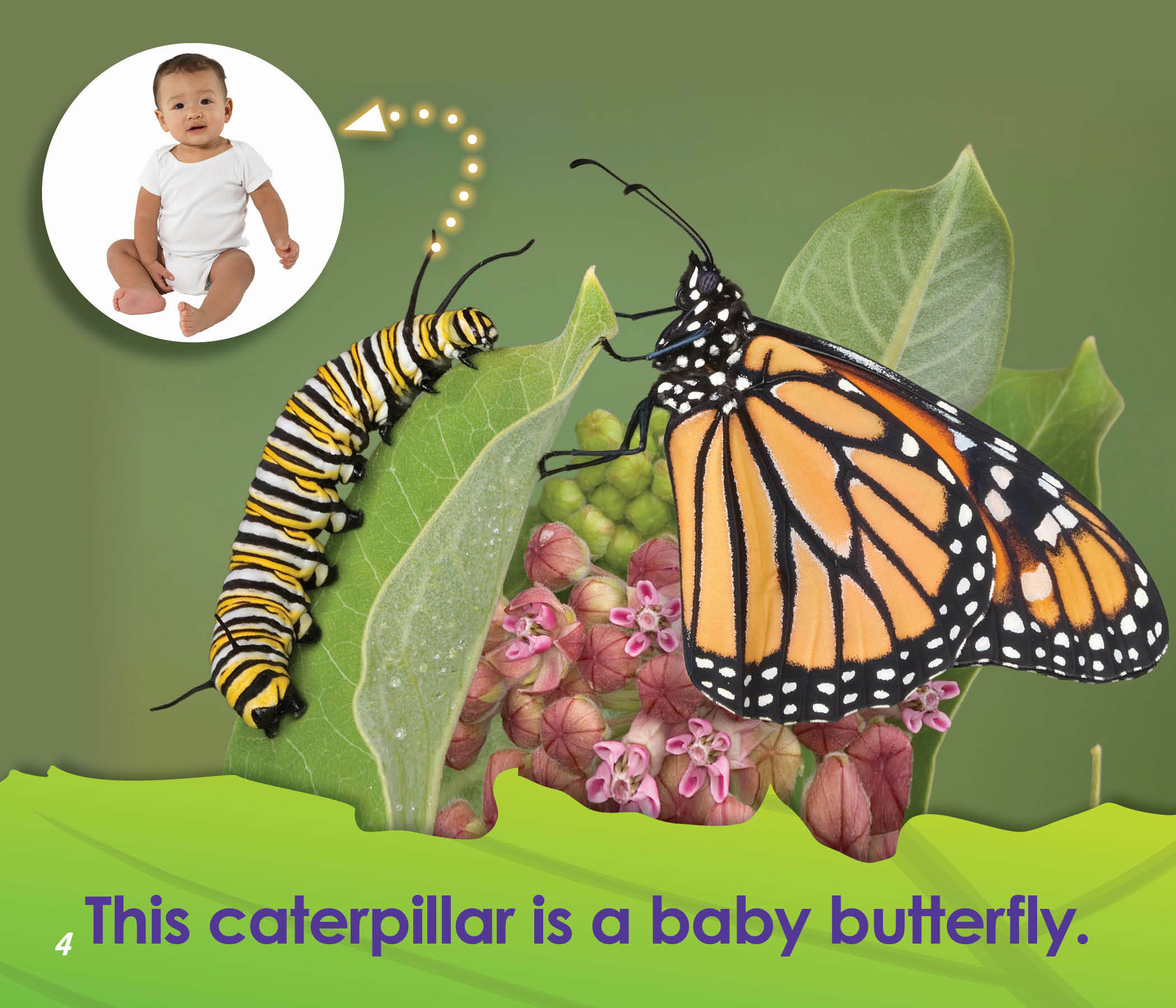 Blundering Gardener: Love butterflies? Learn how to feed caterpillars