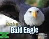 This Is a Bald Eagle