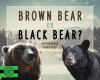 Brown Bear or Black Bear?