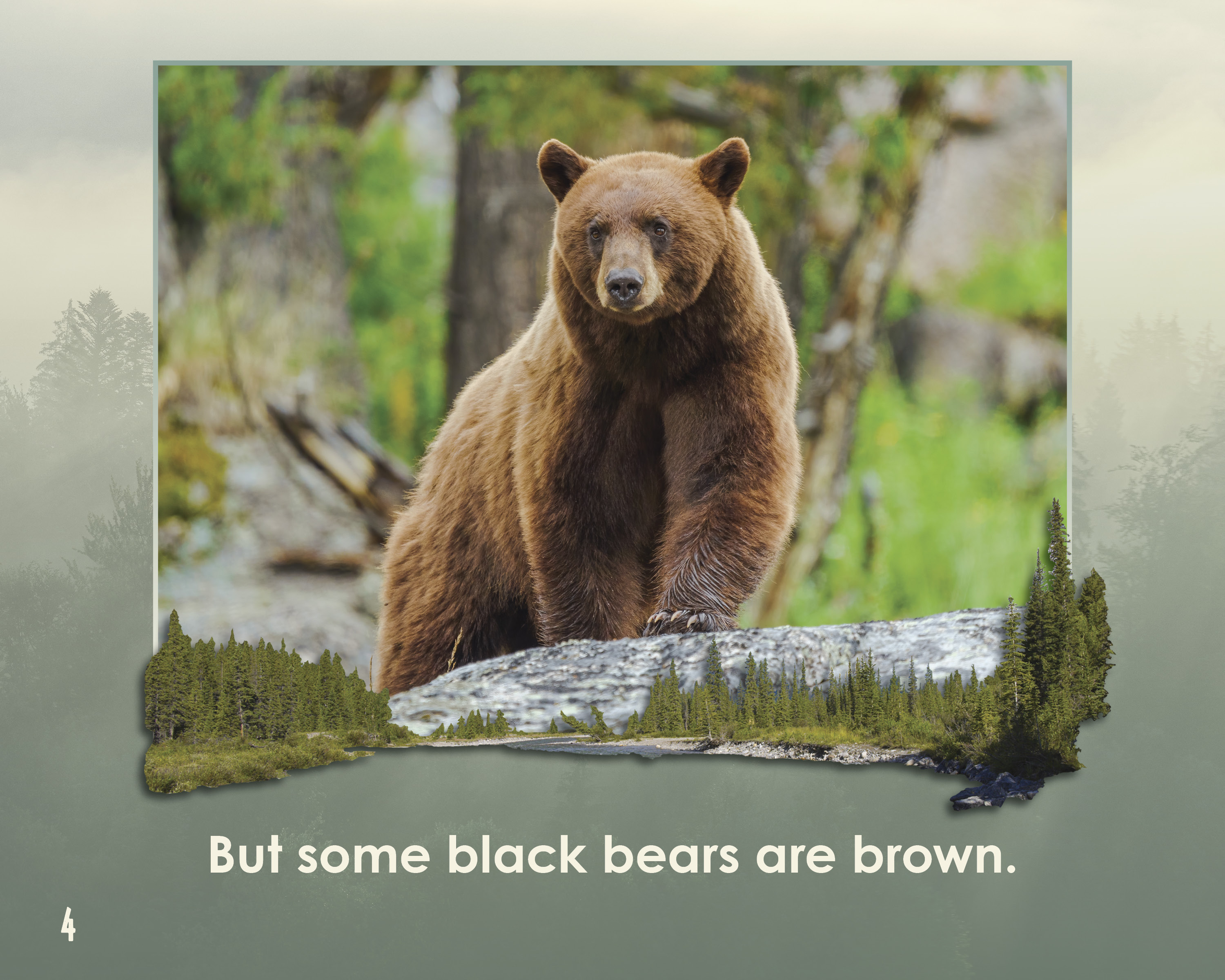 Brown Bear or Black Bear? by Heather Warren, Robbie Byerly 