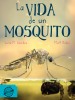 La vida de un mosquito