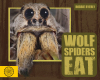 Wolf Spiders Eat