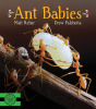 Ant Babies