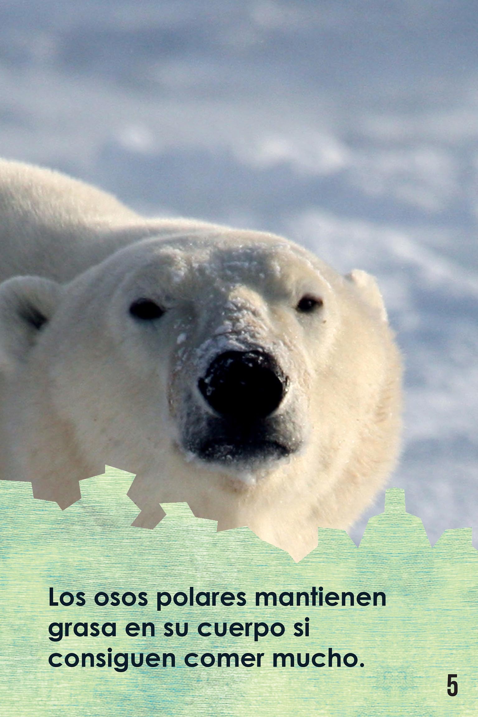 Así cazan los osos polares by Robbie Byerly, Jayson Fleischer, Lucía M.  Sánchez (9781634379328)