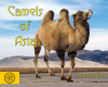 Camels of Asia