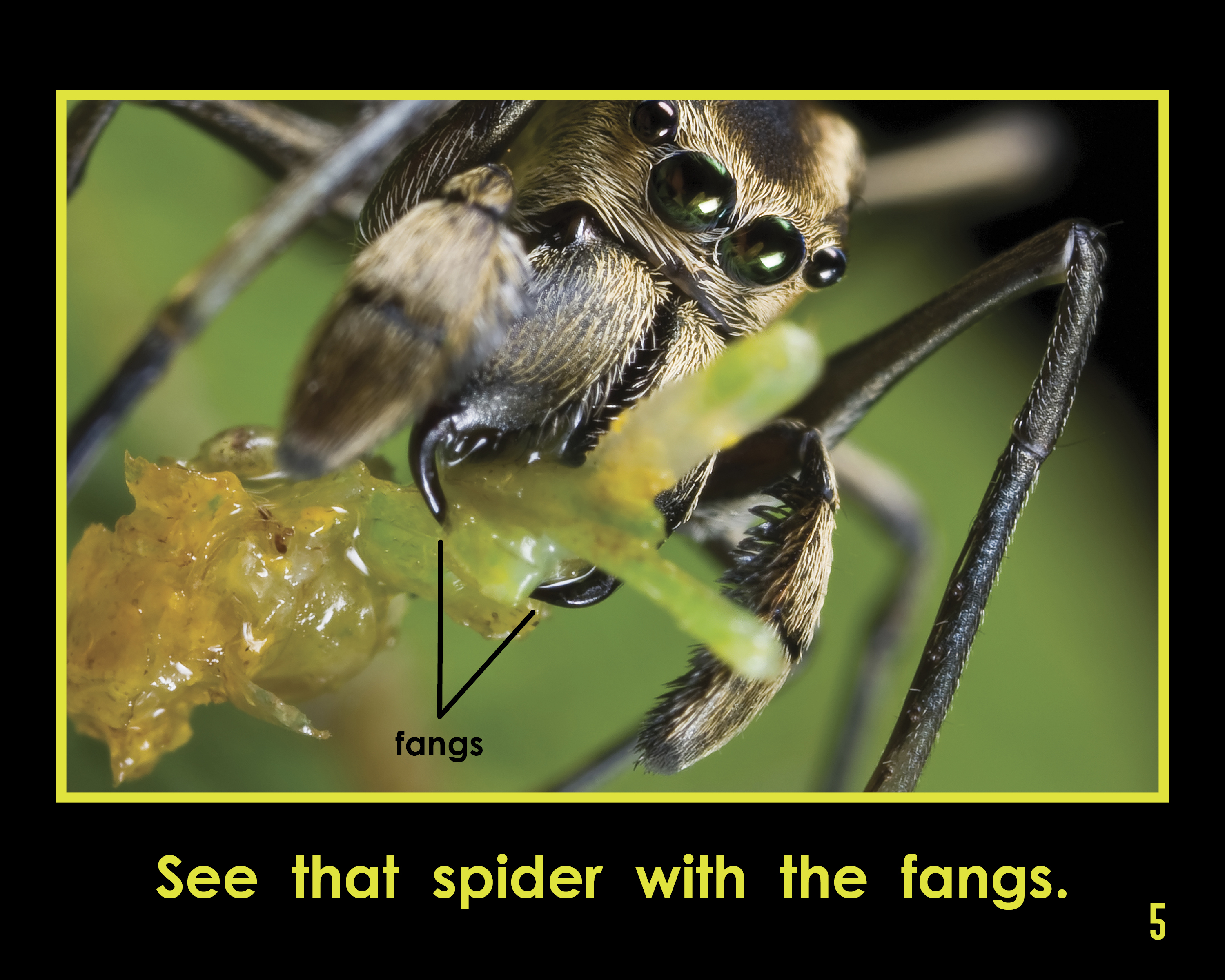 JUMPING SPIDER - Cambridge English Dictionary